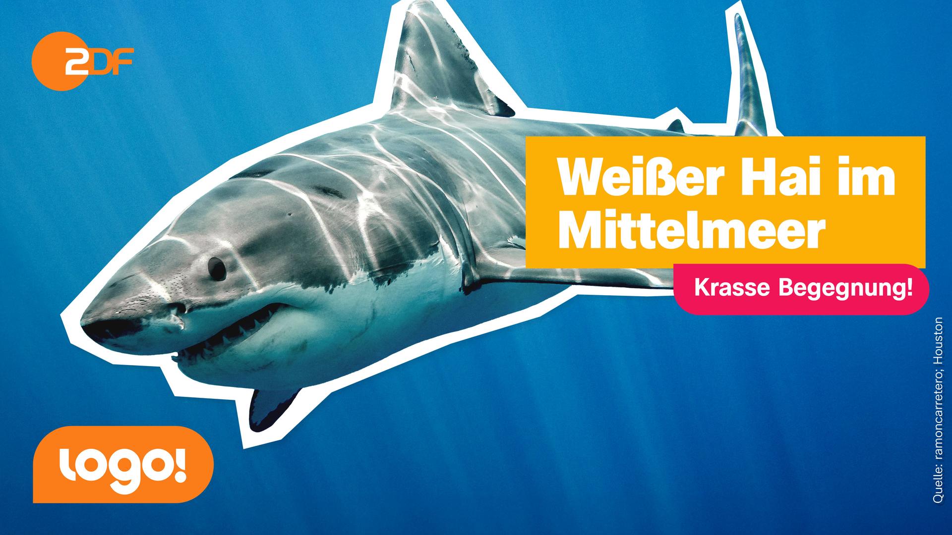 Ein weißer Hai im Meer. Daneben steht in einem Kasten: Krasse Begegnung!, Weißer Hai im Mittelmeer