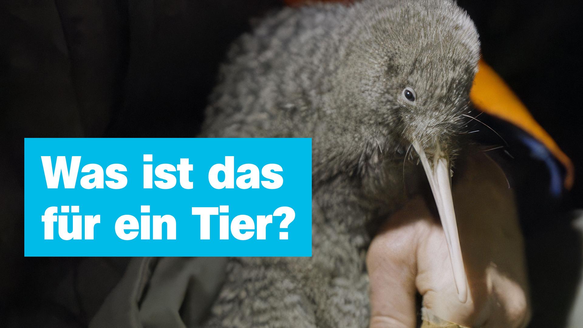 Ein Vogel, so groß wie ein sehr kleiner Hund, mit grauen Federn und einem dünnen, langen Schnabel sitzt bei einem Menschen auf dem Schoss. Daneben die Frage: "Was ist das für ein Tier?"