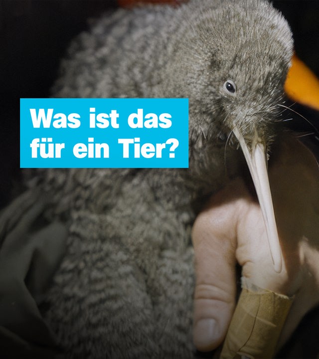 Ein Vogel, so groß wie ein sehr kleiner Hund, mit grauen Federn und einem dünnen, langen Schnabel sitzt bei einem Menschen auf dem Schoss. Daneben die Frage: "Was ist das für ein Tier?"