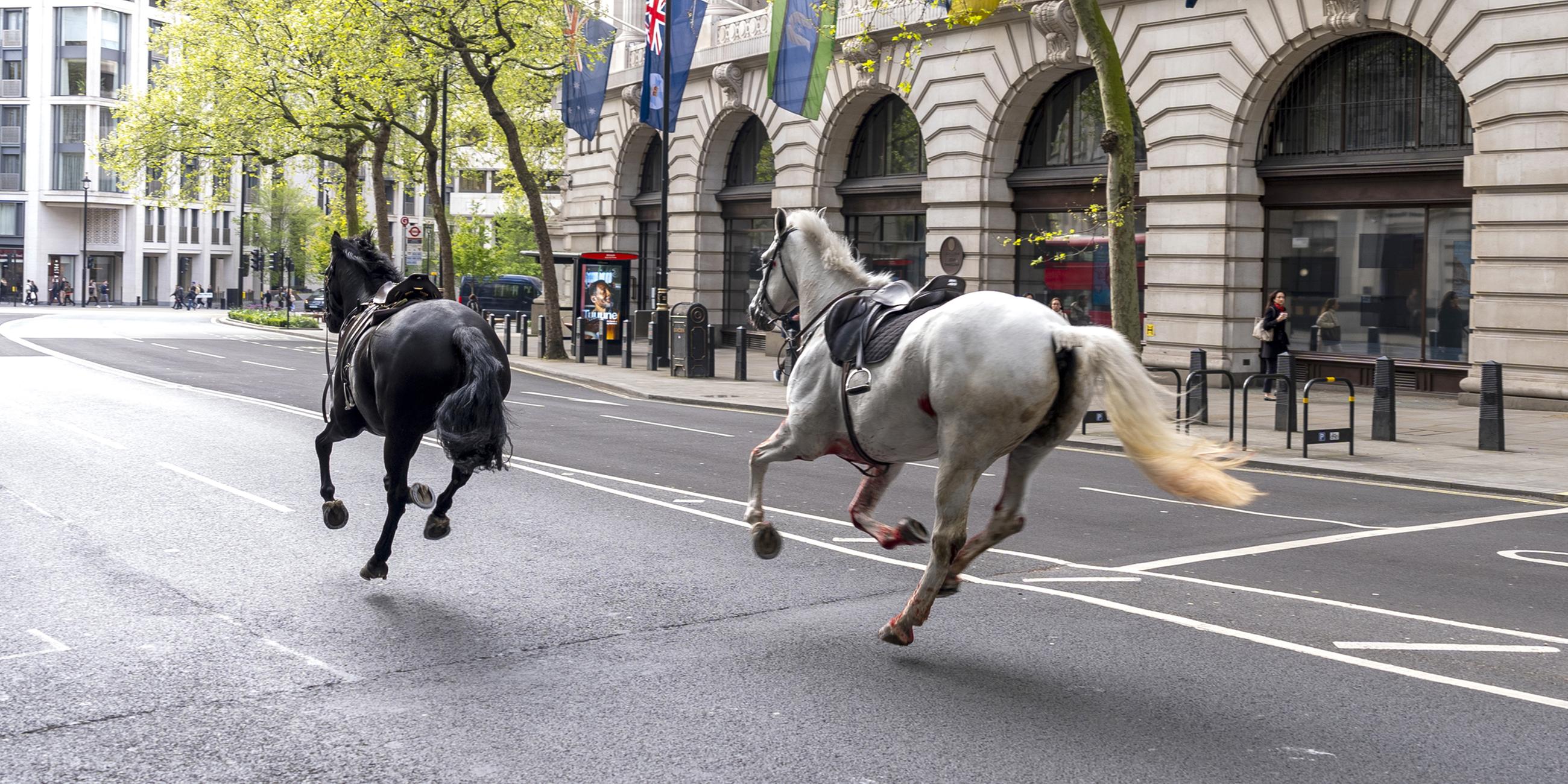 Zwei Pferde laufen durch die Straßen von London in der Nähe von Aldwych. 