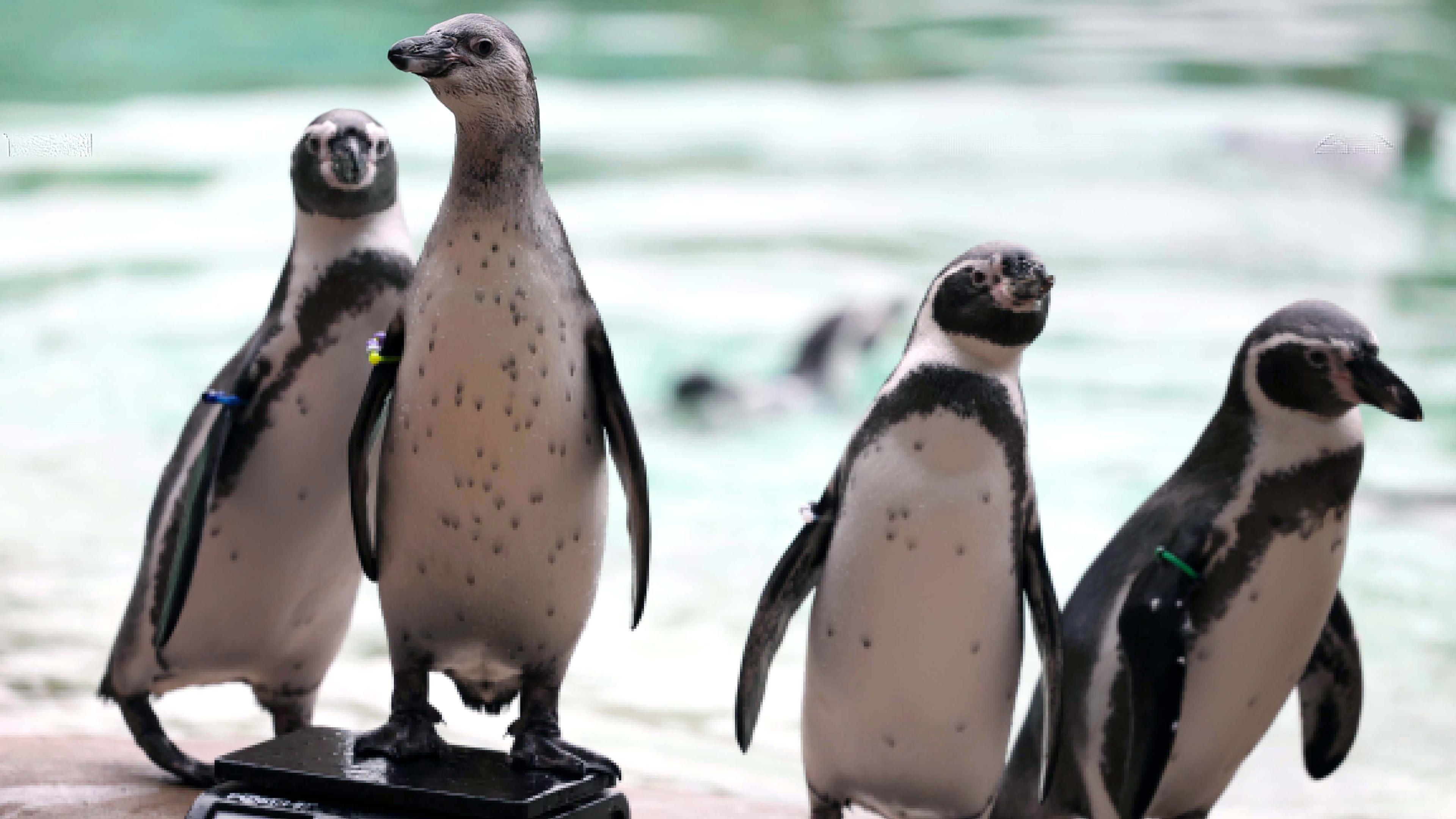 Pinguine beim jährlichen Wiegen zur Dokumentation der Gesundheit und des Zustands der Tiere im Londoner Zoo