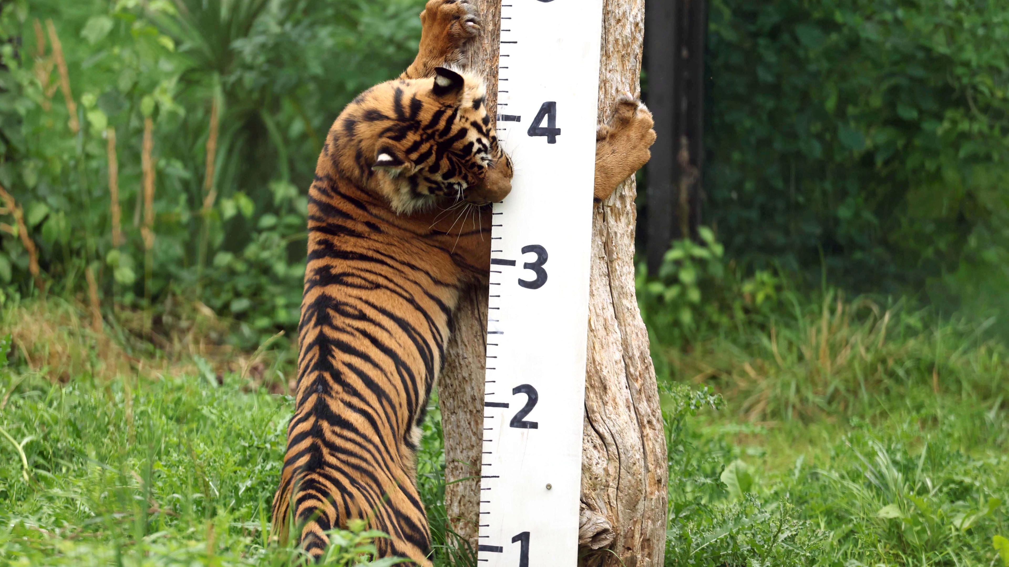 Tiger beim jährlichen Wiegen zur Dokumentation der Gesundheit und des Zustands der Tiere im Londoner Zoo