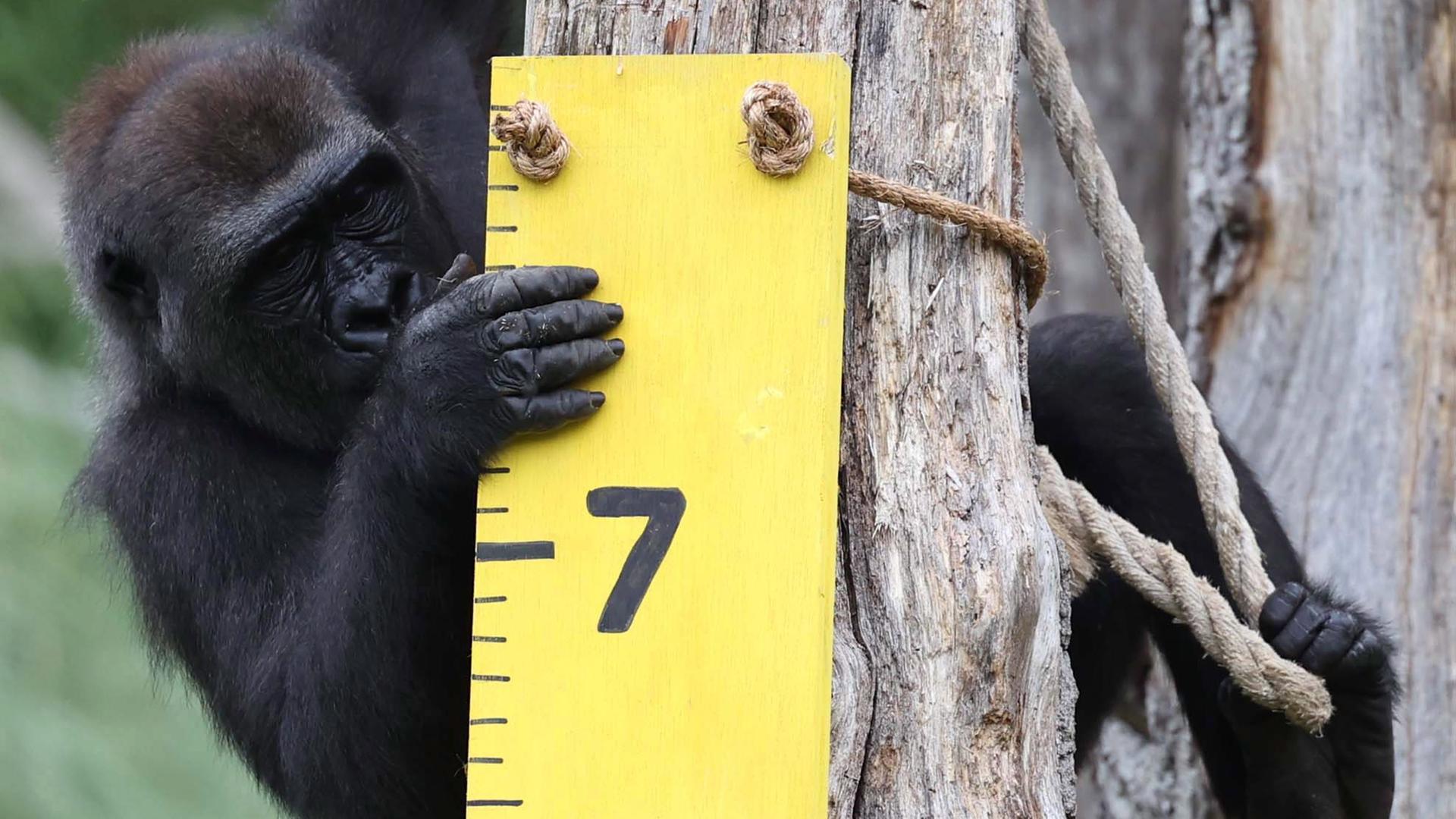 Gorilla beim jährlichen Wiegen zur Dokumentation der Gesundheit und des Zustands der Tiere im Londoner Zoo