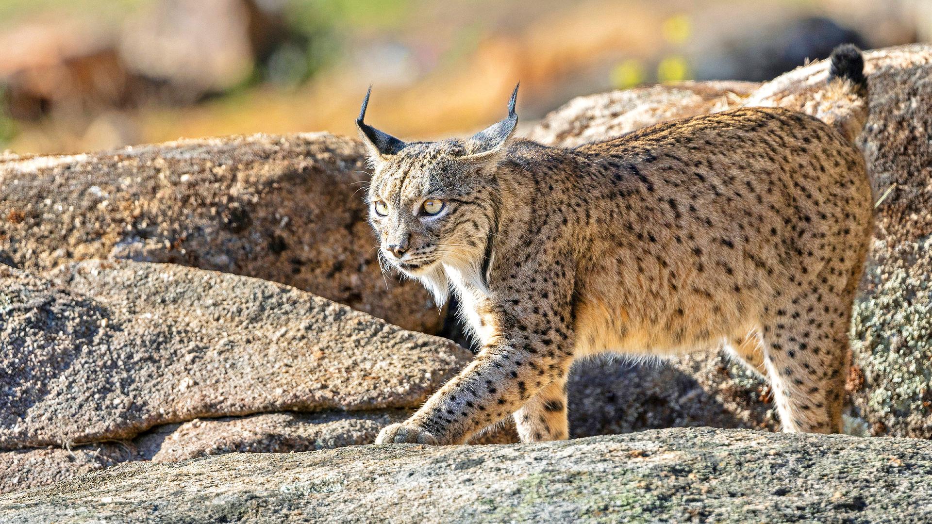 Ein Luchs lauert auf einem Felsen
