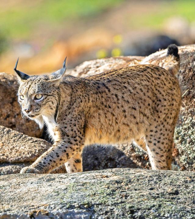 Ein Luchs lauert auf einem Felsen