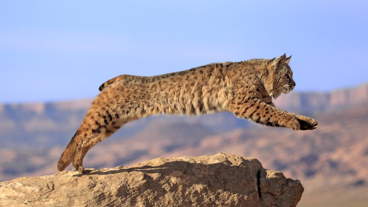 Sprunghilfe Für Den Luchs , Ausgestorben und angesiedelt – JIFAI