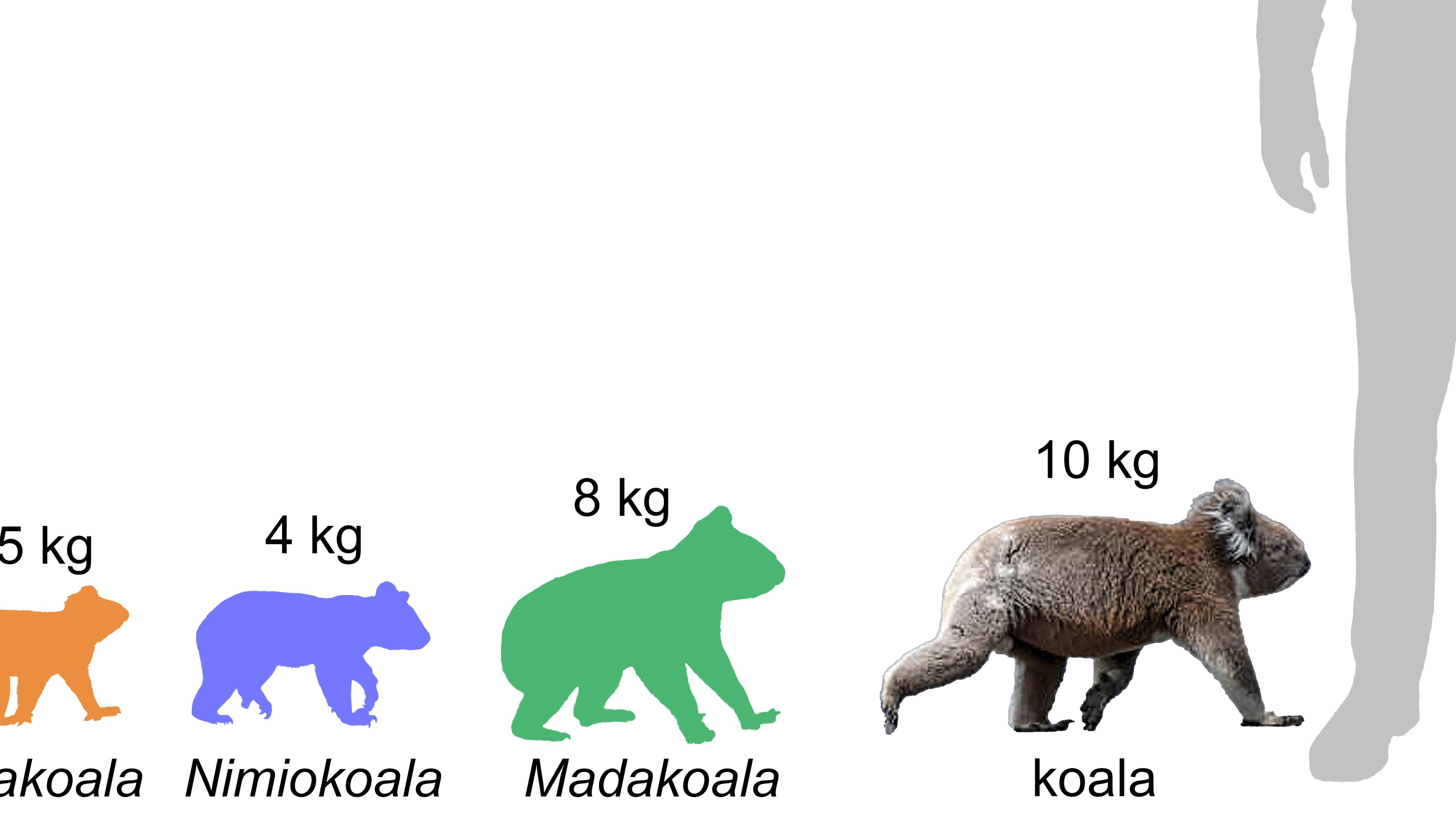 Größenvergleich der Koalas