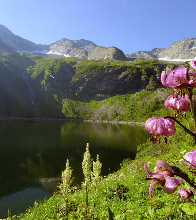 Rotgüldensee mit Türkenbund Lilie. 