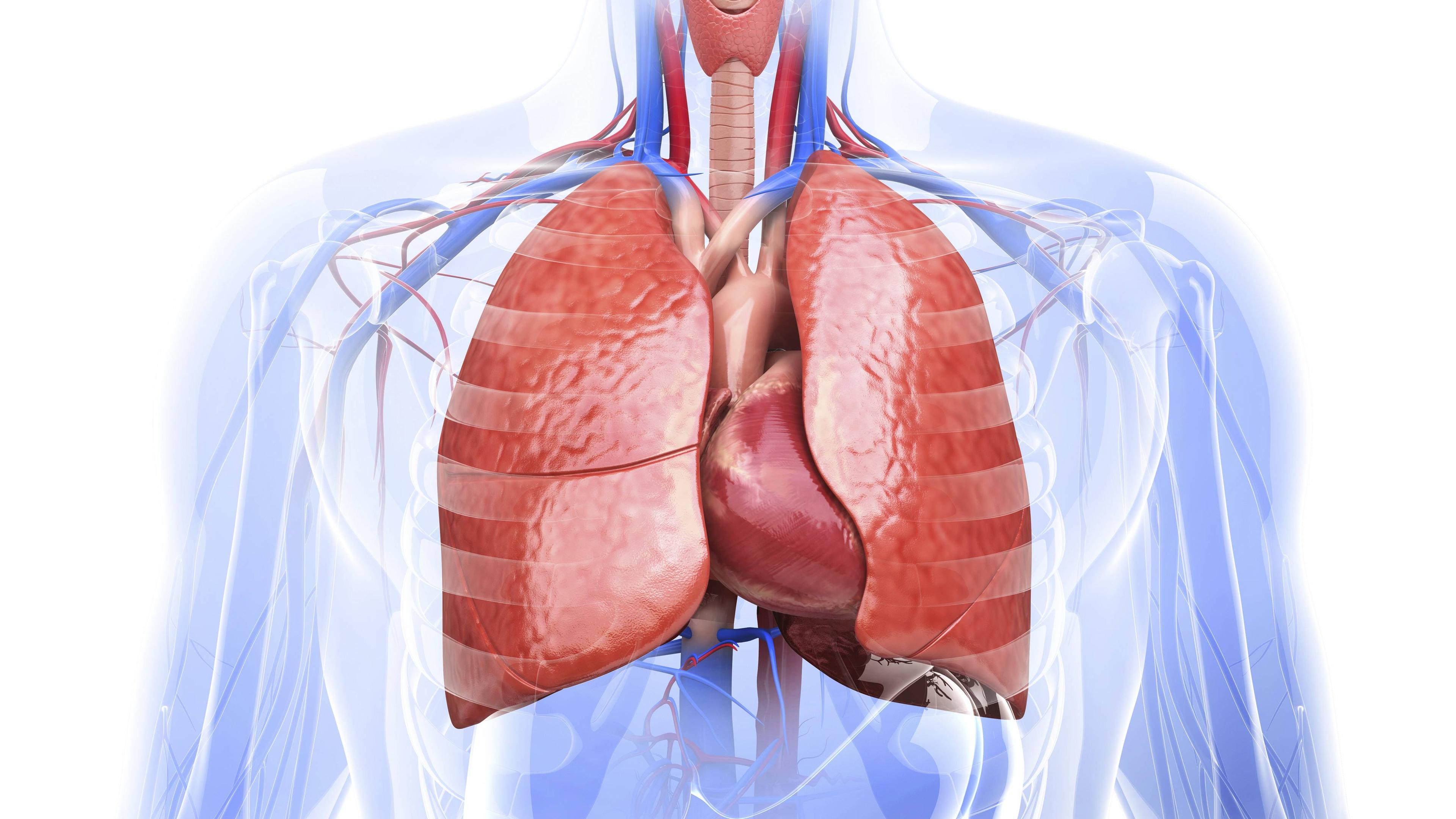 Pur Neues Herz Neue Niere Neues Leben Zdftivi