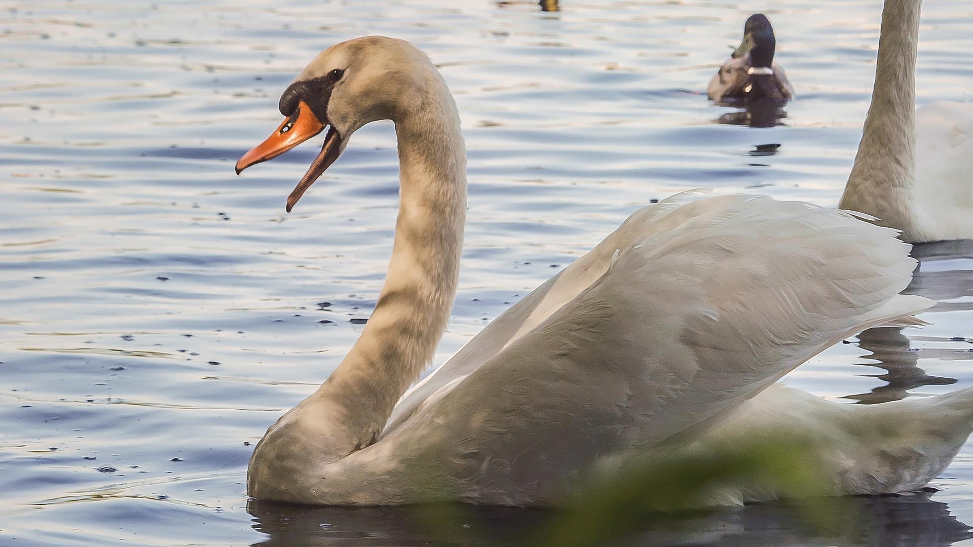 Ein Schwan startet auf einem See