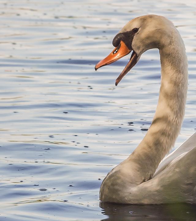 Ein Schwan startet auf einem See