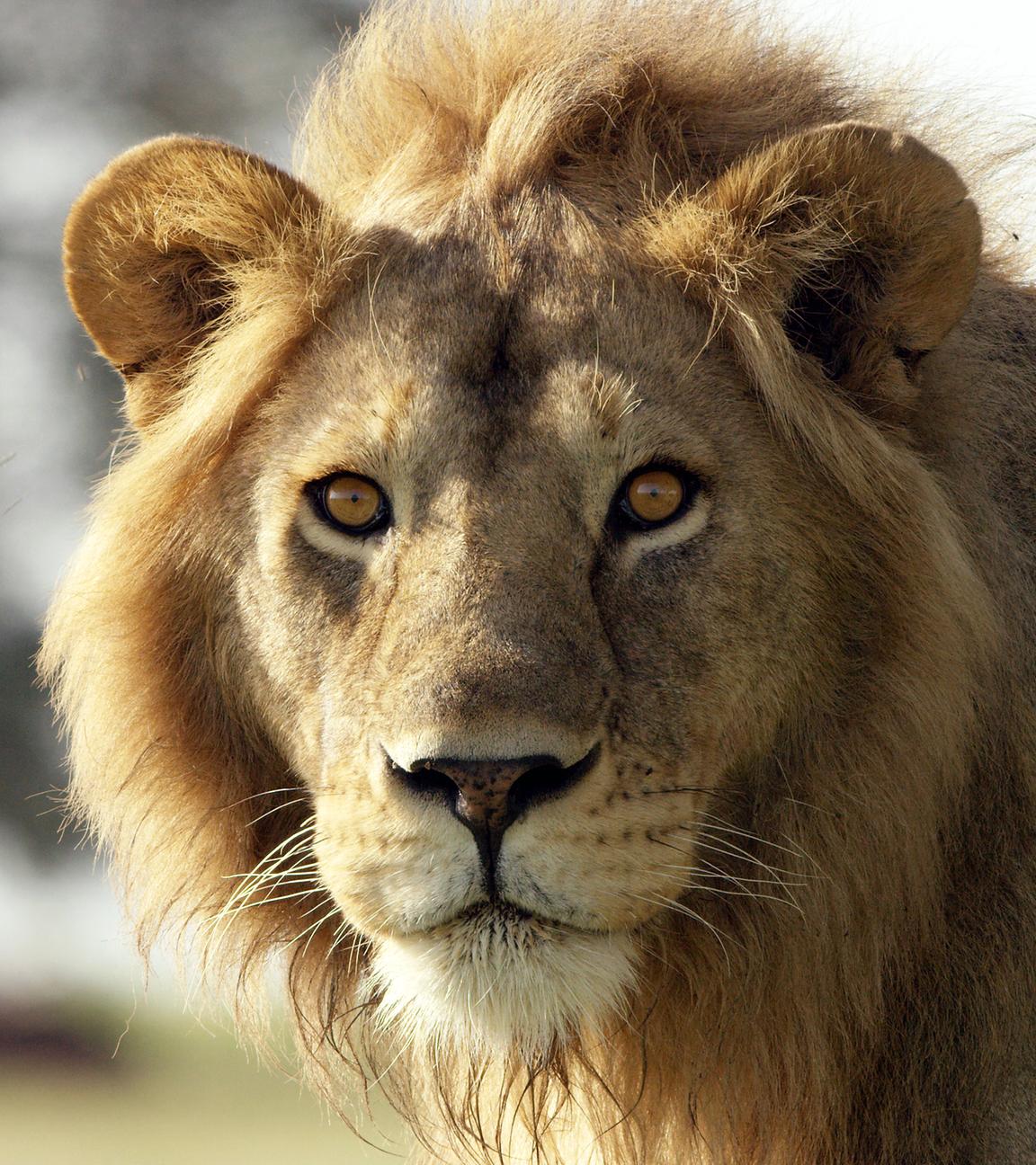 Der Kopf eines männlichen Löwen in Nahaufnahme.