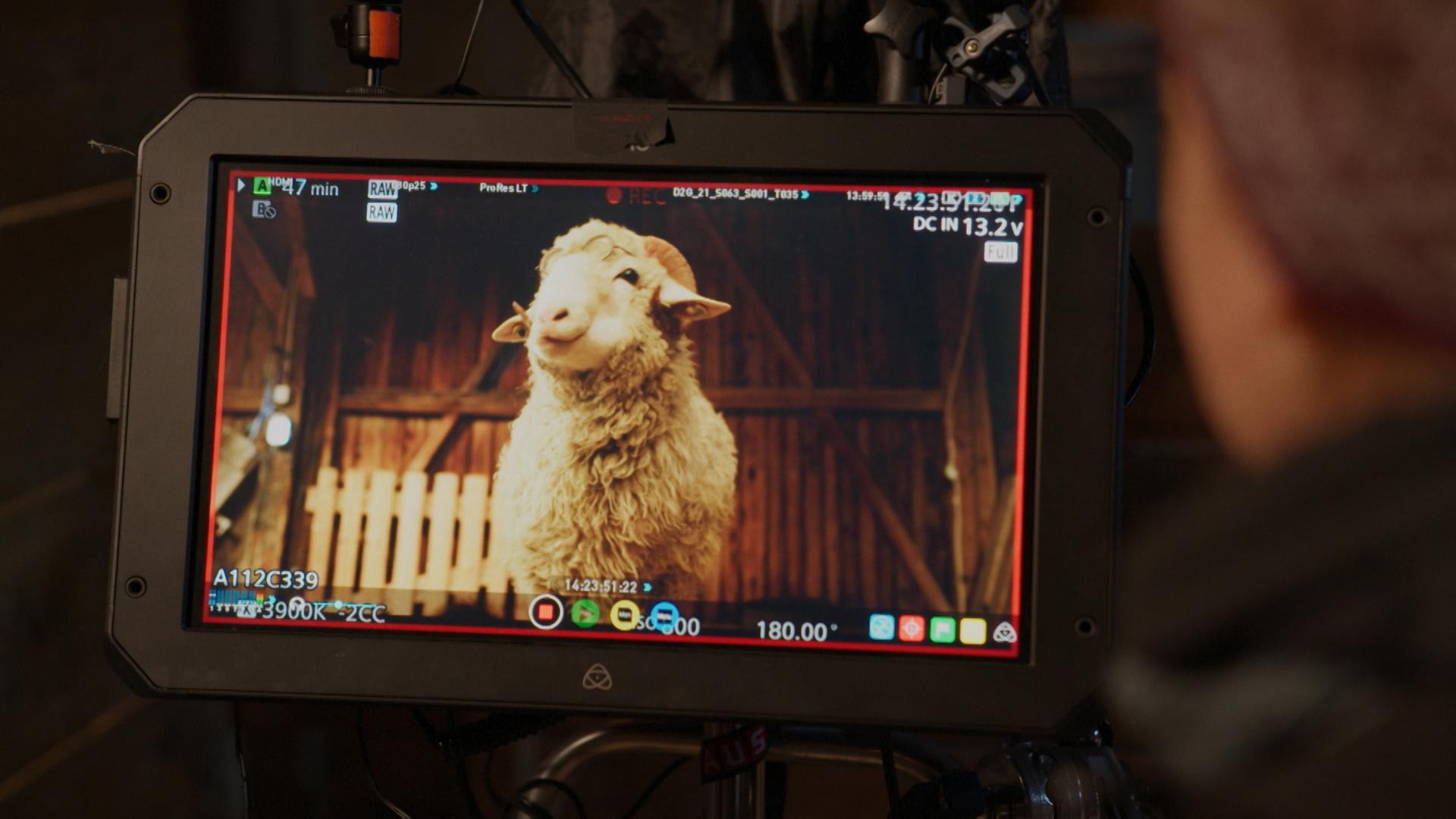 "SHEEP: Das Making-of": Auf einem Monitor ist ein Schaf am Set zu erkennen. Ein Mann betrachtet den Monitor. 