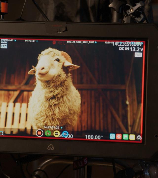 "SHEEP: Das Making-of": Auf einem Monitor ist ein Schaf am Set zu erkennen. Ein Mann betrachtet den Monitor. 
