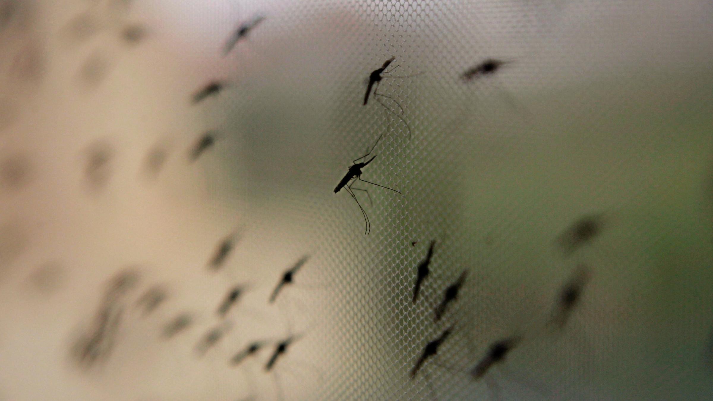 Welt Malaria Bericht Der Who Alle Zwei Minuten Stirbt Ein Kind An