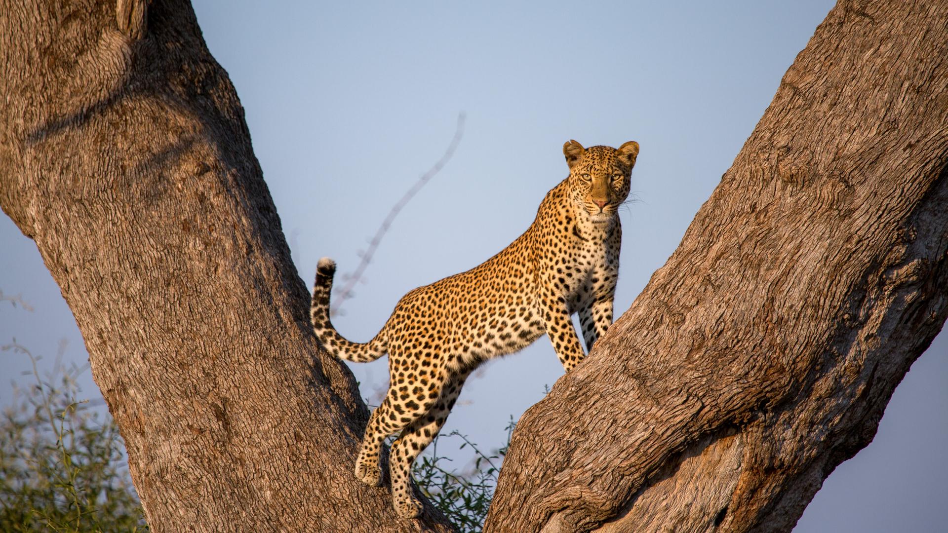 Ein Leopard steht auf einem Baum und schaut in die Kamera. 