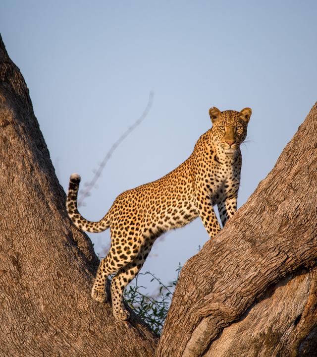 Ein Leopard steht auf einem Baum und schaut in die Kamera. 