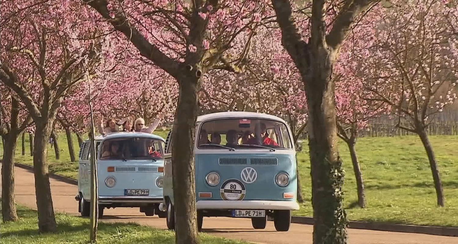 VW-Bullis zwischen Mandelblüten-Bäumen an der Weinstraße