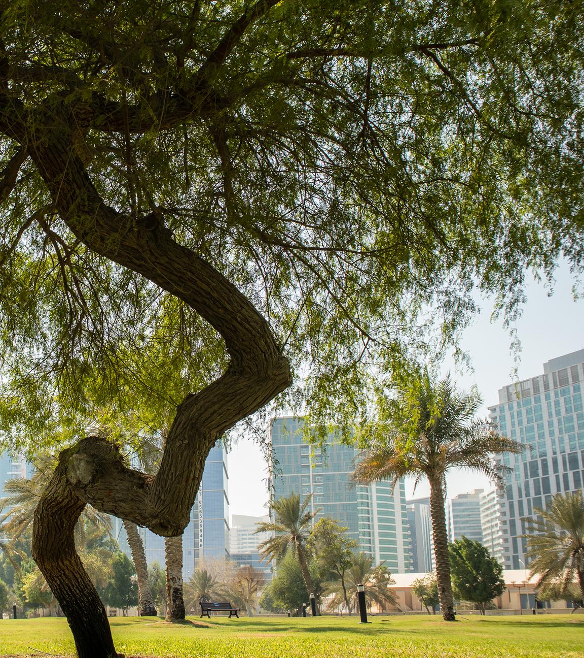 Nahaufnahme von grünen Mangrovenbäumen und trockenen Palmen im öffentlichen Park von Abu Dhabi