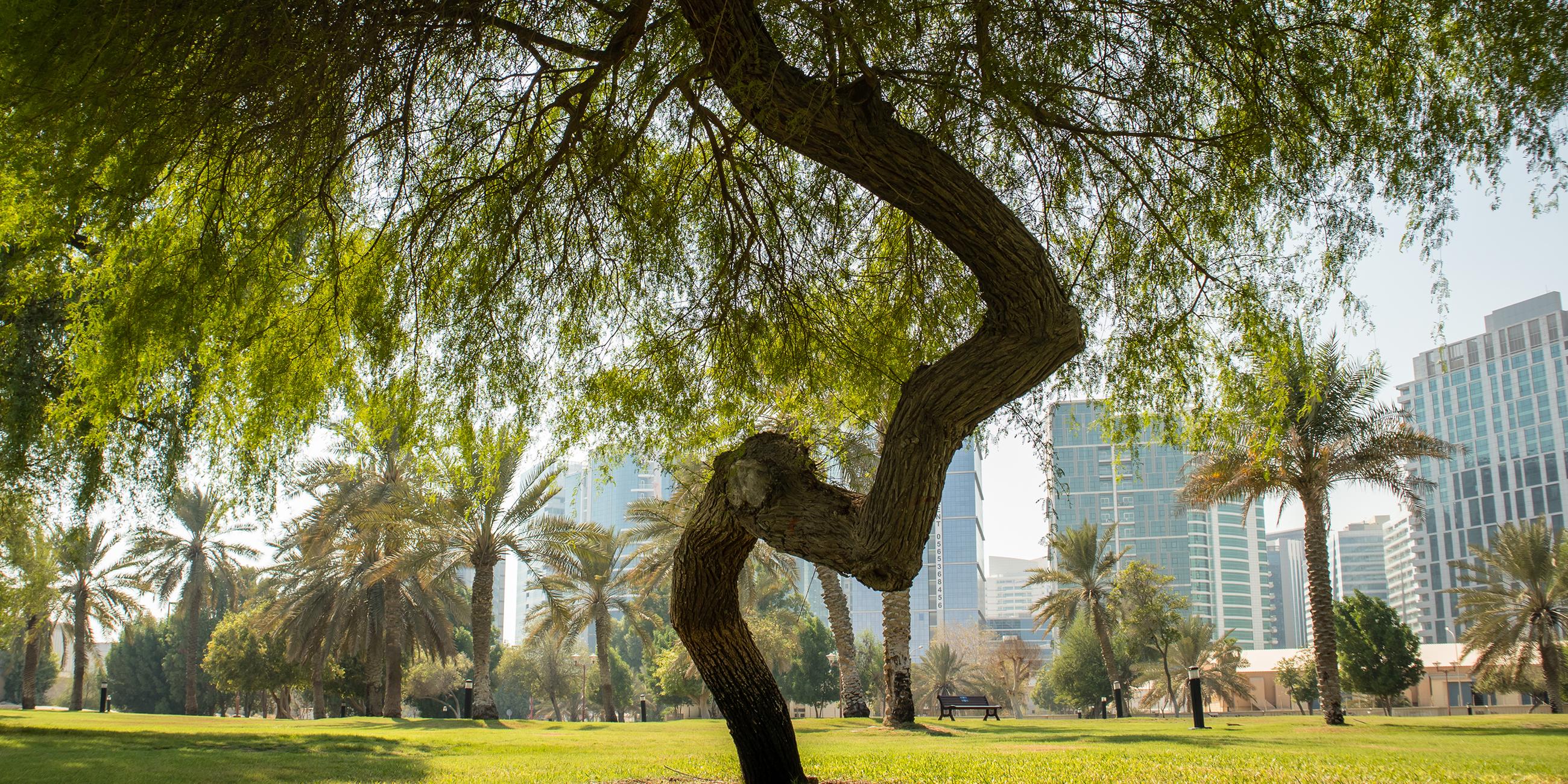 Nahaufnahme von grünen Mangrovenbäumen und trockenen Palmen im öffentlichen Park von Abu Dhabi