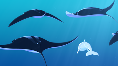 Zoom - Der Weiße Delfin - Zoom - Der Weiße Delfin: Mantas In Gefahr