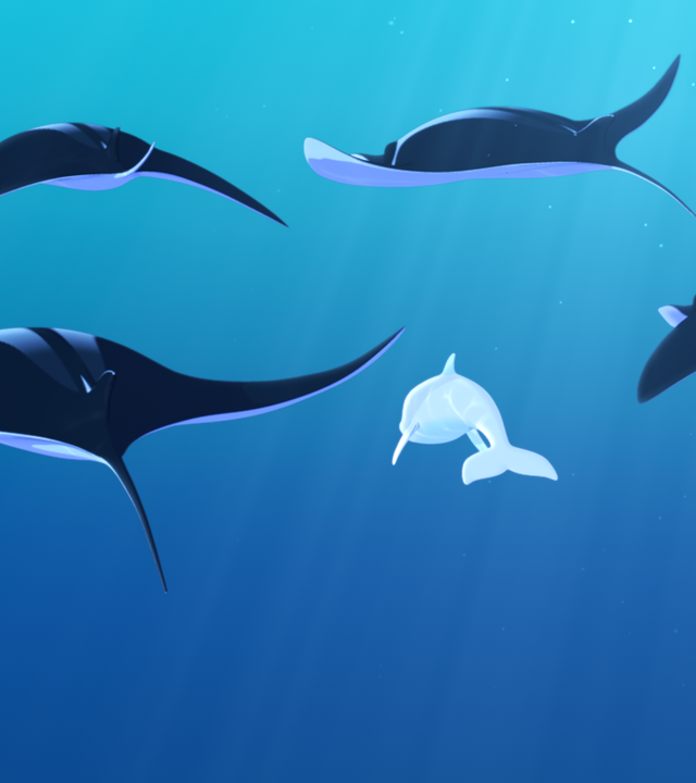 Zoom schwimmt gemeinsam mit einem Schwarm Mantarochen.