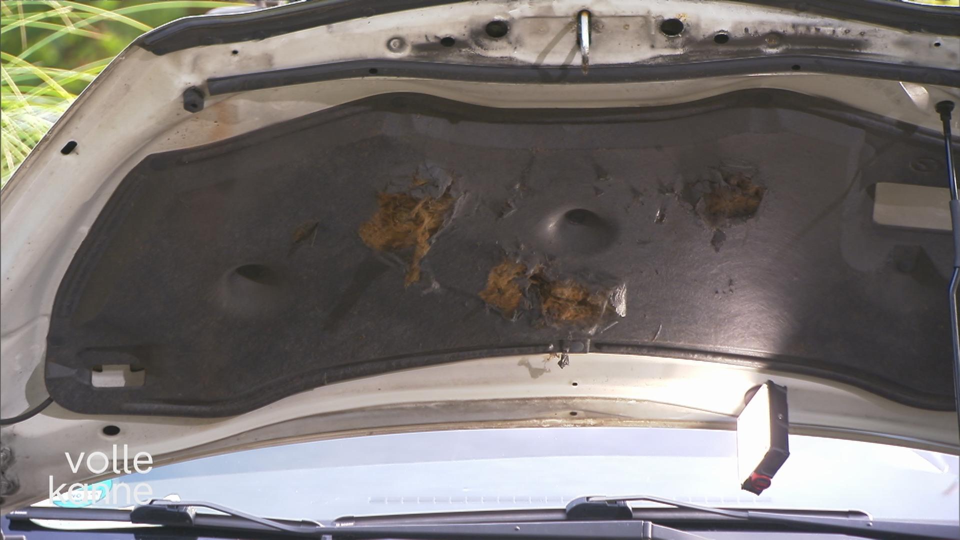 Auto mit Marderschäden