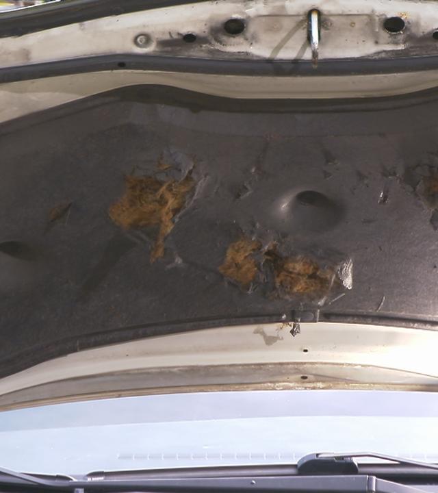 Auto mit Marderschäden