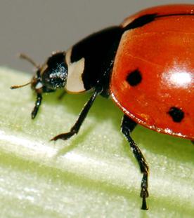 Nahaufnahme eines Marienkäfer, der auf einer Pflanze krabbelt.
