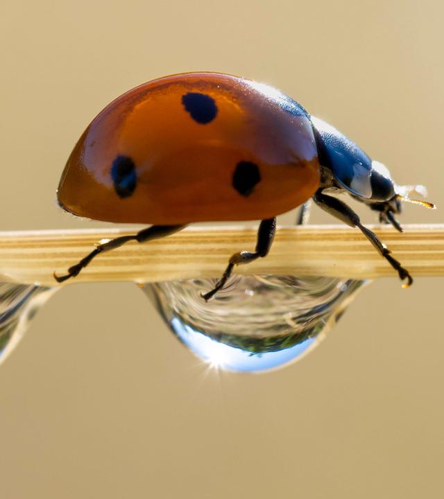 Marienkäfer
