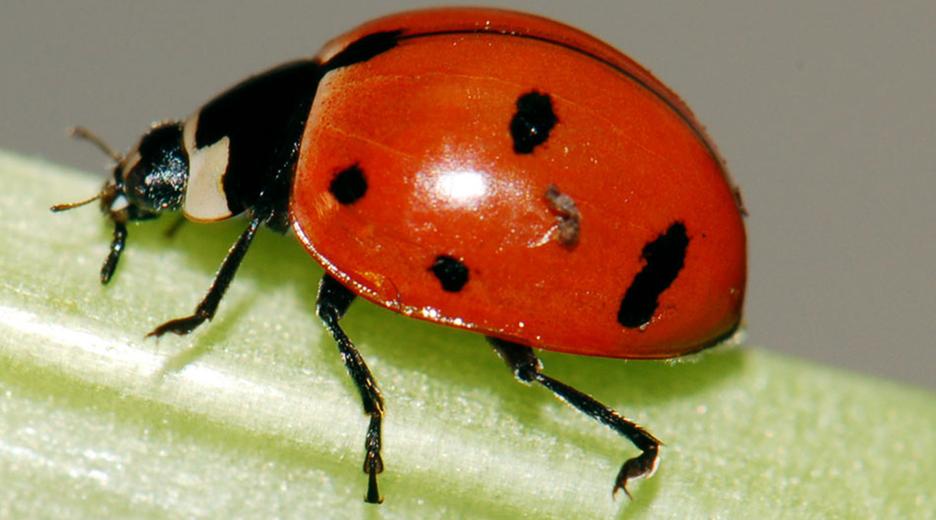 Nahaufnahme eines Marienkäfer, der auf einer Pflanze krabbelt.