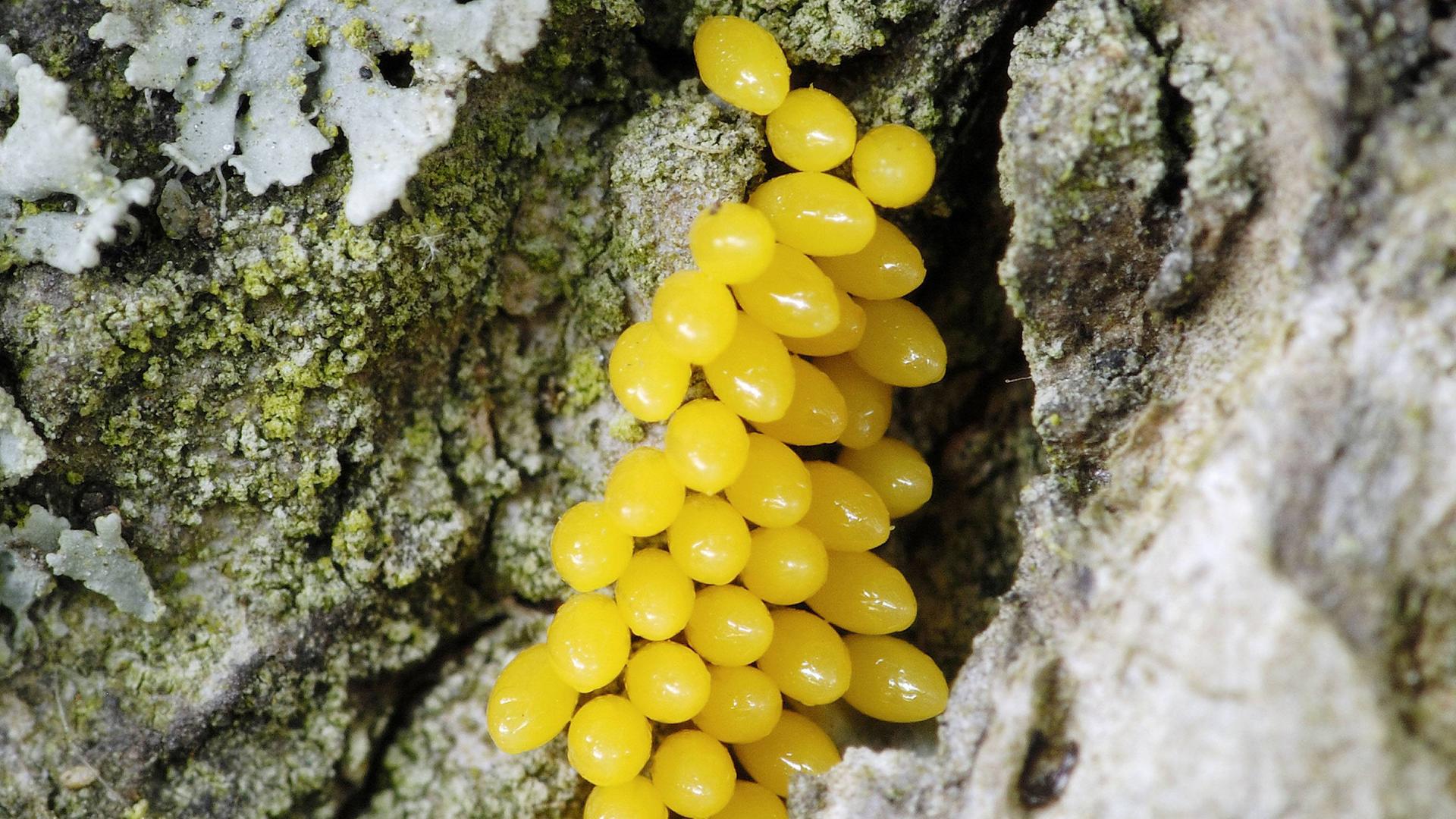 Auf einer Baumrinde kleben mehrere kleine gelbe Marienkäfereier.