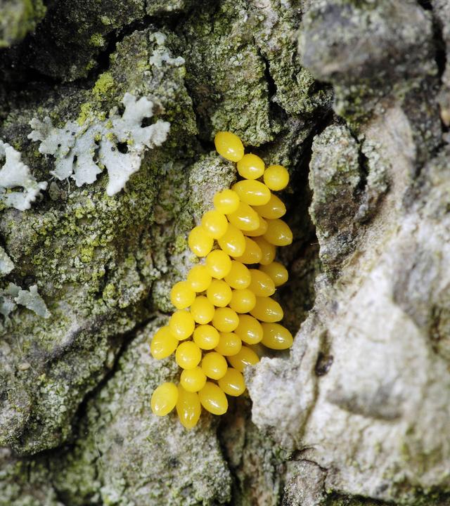 Auf einer Baumrinde kleben mehrere kleine gelbe Marienkäfereier.