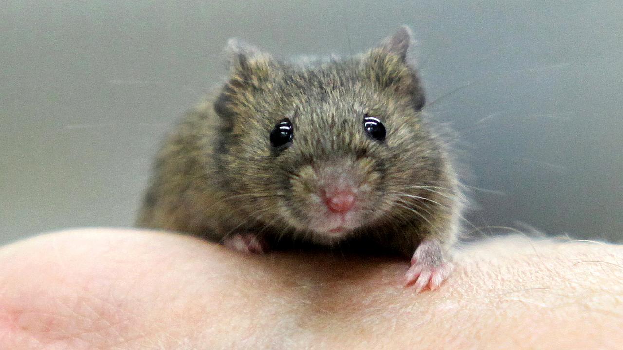 Forscher auf Mäusejagd in US-Städten