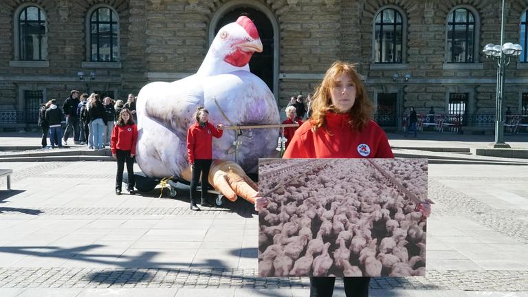  Demonstration gegen den Fleischkonsum. Heute zum Meat Exhaustion Day. Tierschutzorganisation Vier Pfoten macht mit Plakten in Hamburg auf übermäßigen Fleischkonsum aufmerksam.
