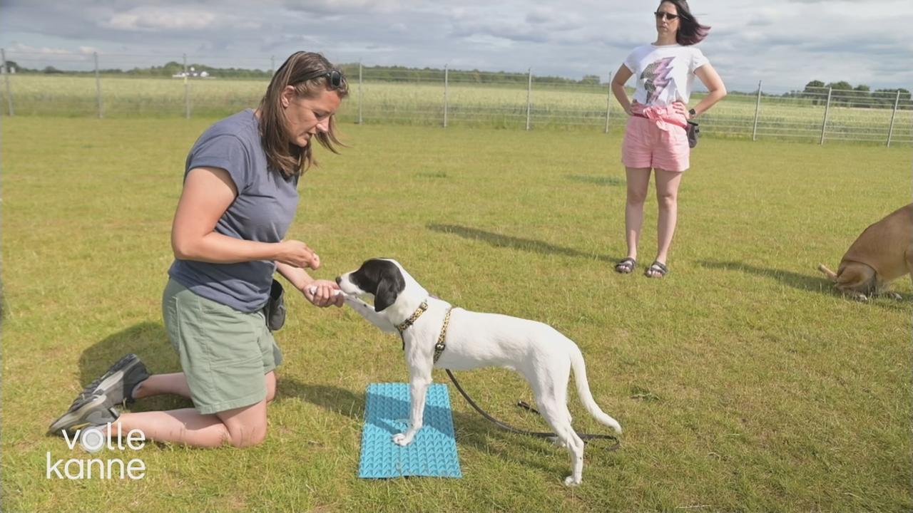 Hundetraining Mediathek – Hundebegegnungen ohne Stress – QUPK