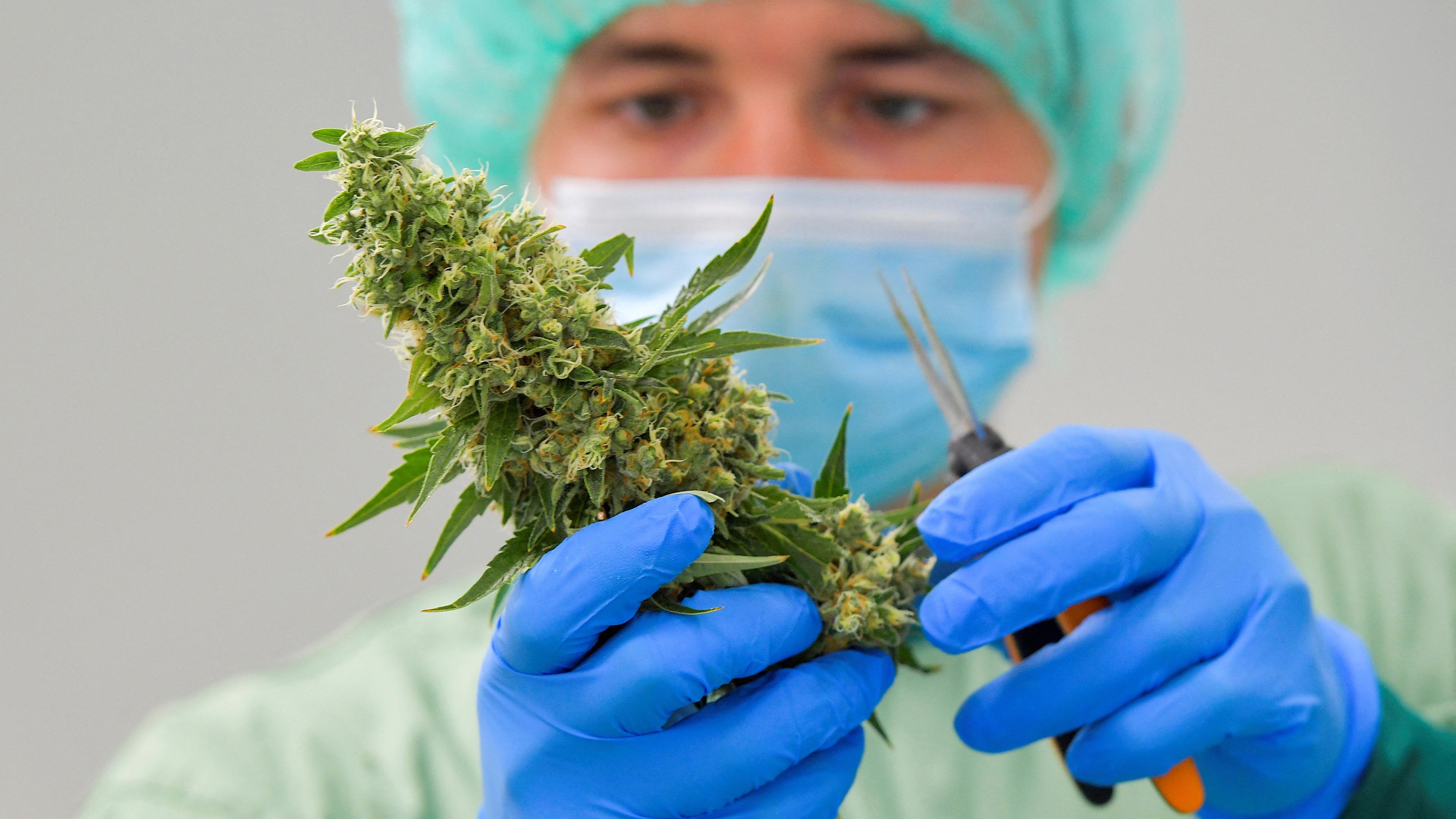 Ein Mitarbeiter bearbeitet eine Cannabispflanze bei Demecan, dem ersten deutschen Unternehmen, das medizinisches Cannabis an die Deutsche Cannabisagentur liefert, in Ebersbach, 13.06.2023.