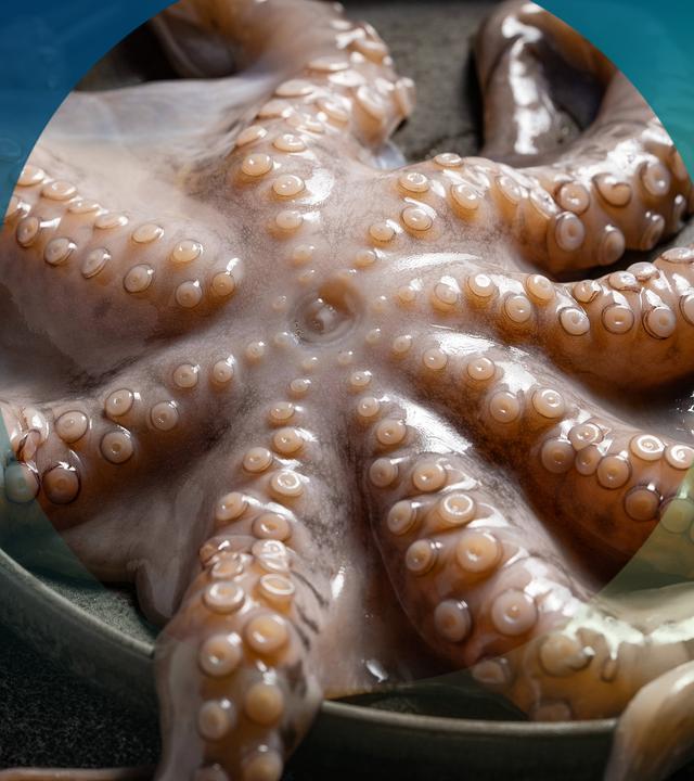 Ganzer Oktopus auf einem Teller