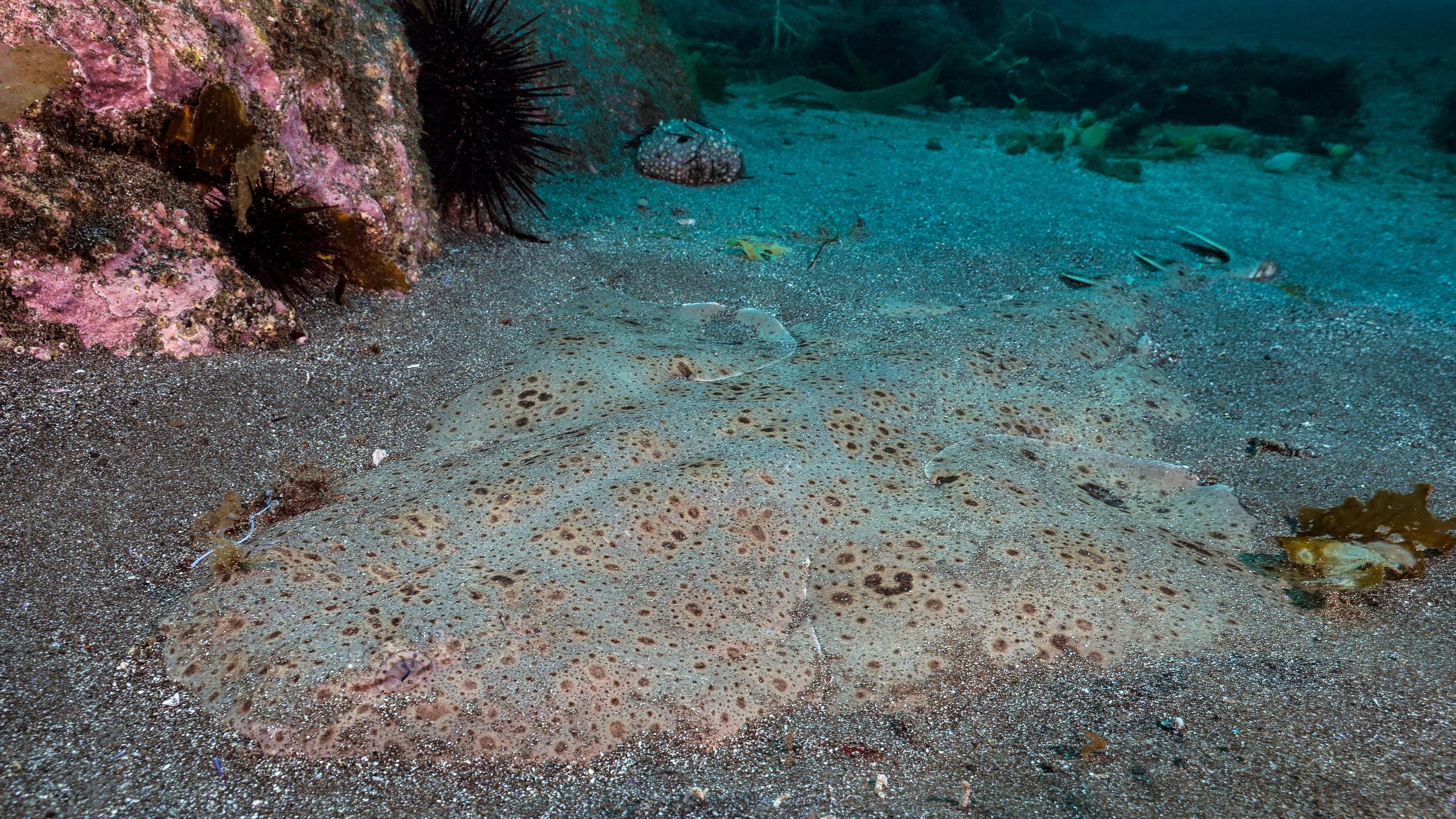 Meerengel getarnt am Meeresboden