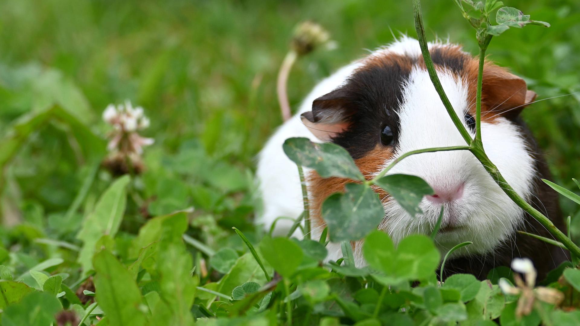 Ein neugieriges und liebenswertes Meerschweinchen genießt einen sonnigen Tag inmitten von grünem Klee. 