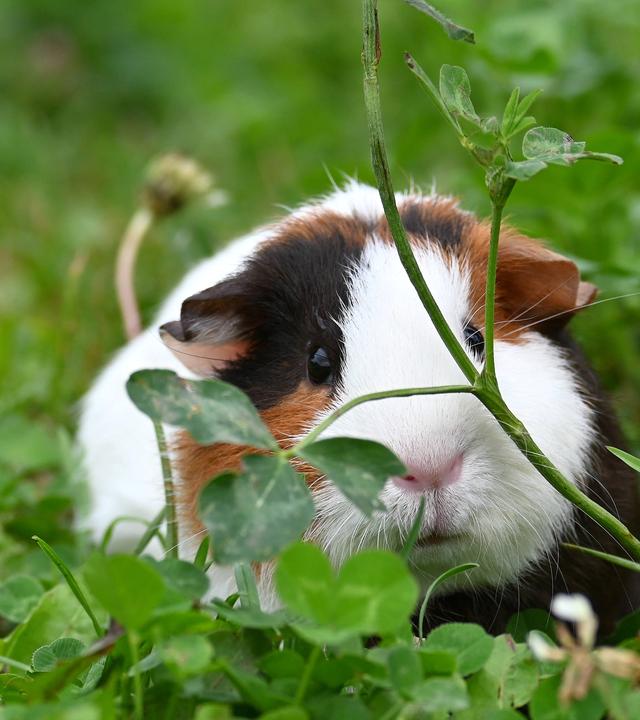Ein neugieriges und liebenswertes Meerschweinchen genießt einen sonnigen Tag inmitten von grünem Klee. 