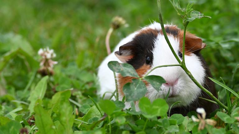 Ein neugieriges und liebenswertes Meerschweinchen genießt einen sonnigen Tag inmitten von grünem Klee. 