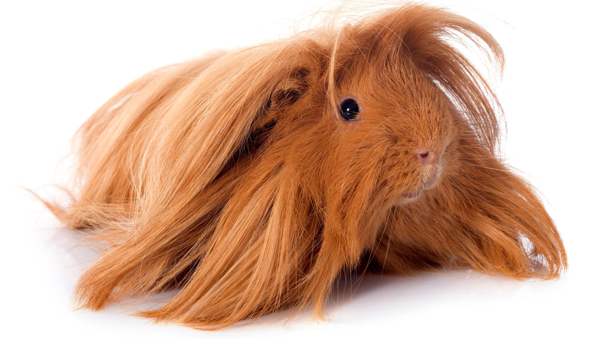 Süß, lässig oder witzig!