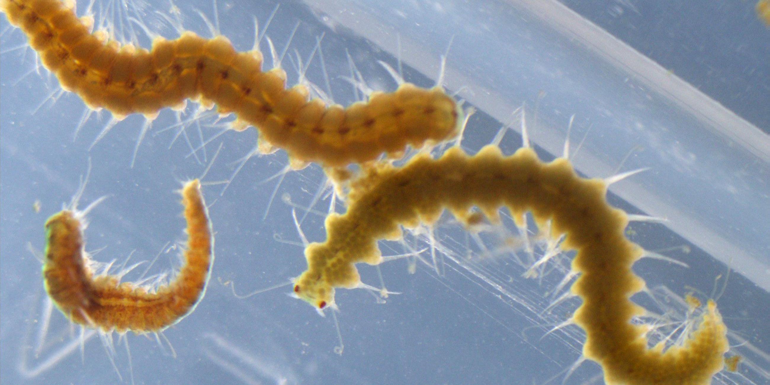 Japan Bei diesem Wurm geht der Hintern eigene Wege ZDFheute