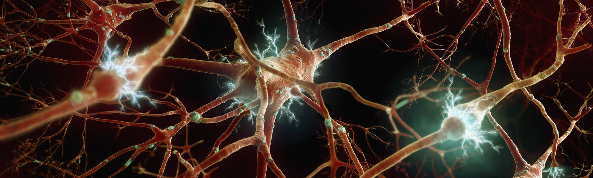 Menschliche Nervenzellen