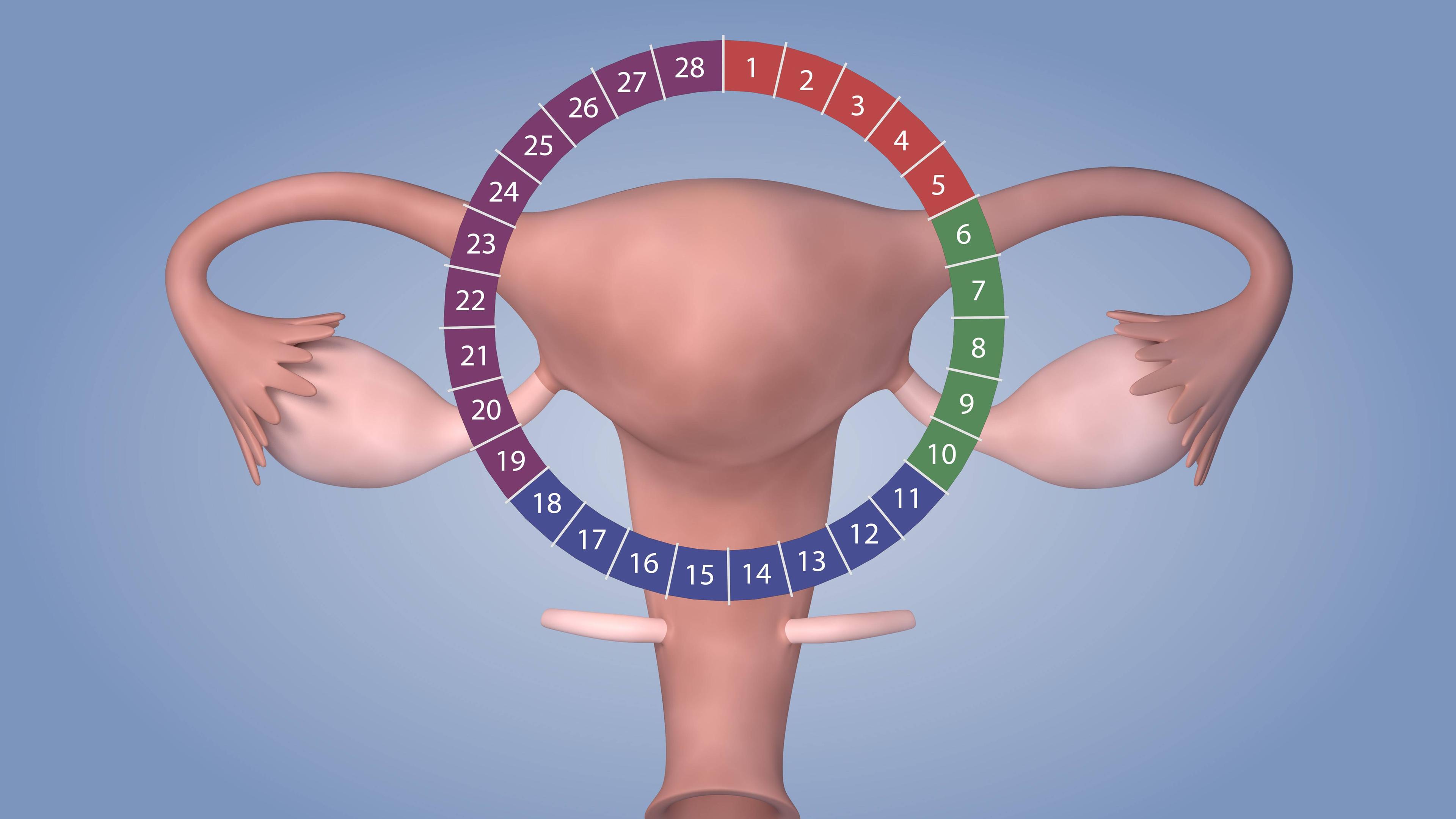 Animation Zyklus Menstruation