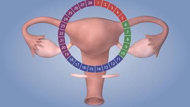 Animation Zyklus Menstruation