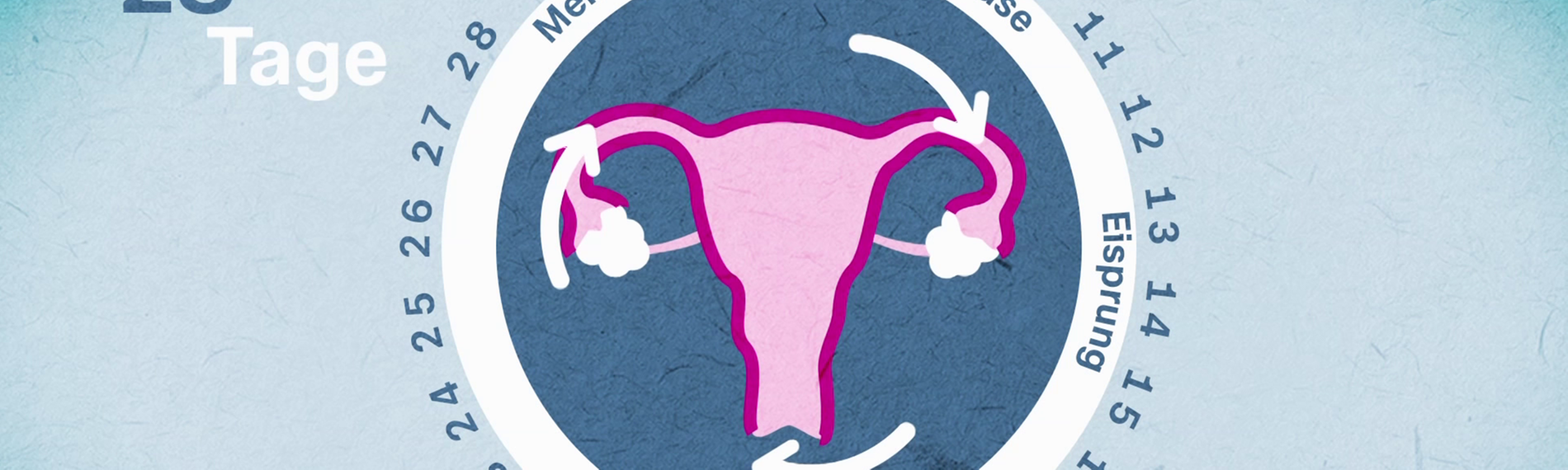 Menstruationszyklus CC
