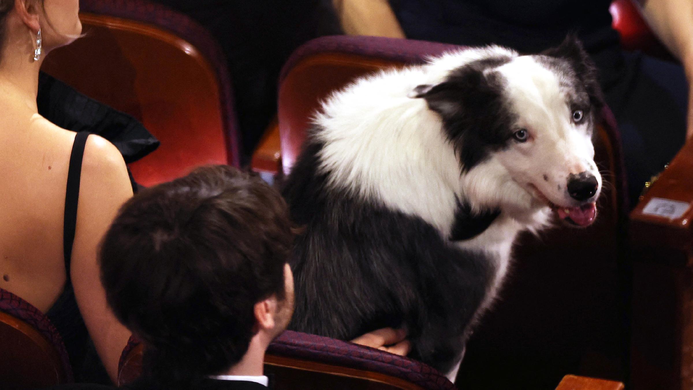 Der Hund Messi bei den Oscars 2024