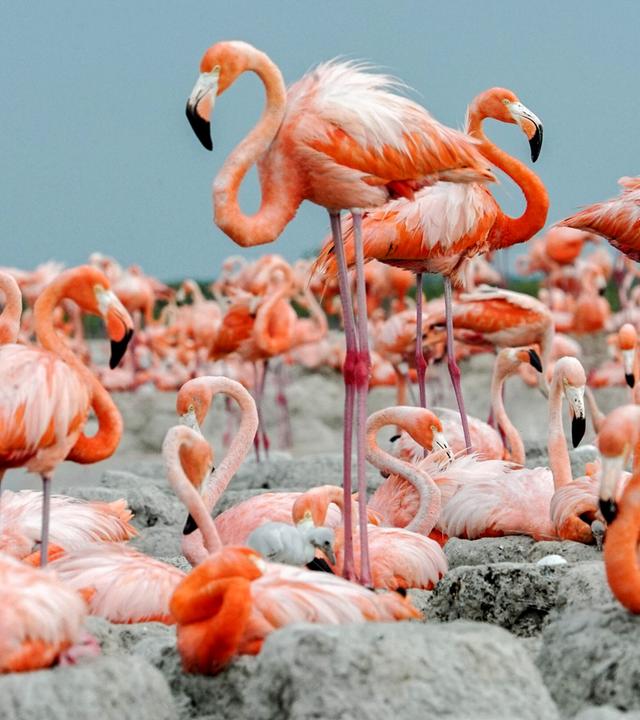 Flamingos lagern am Sandstrand
